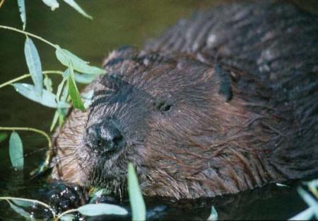 Beaver.jpg