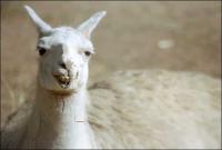 llama5.jpg