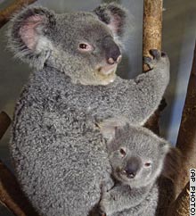 story.koala.cull.ap.jpe