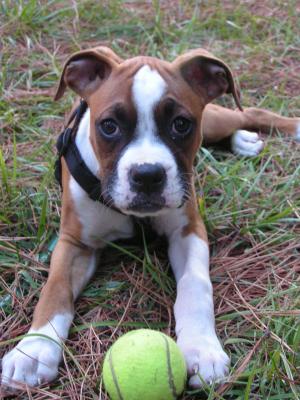 tyson the puppy 016.jpg